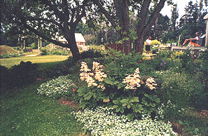 Oldest part of the garden II