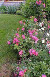Rose Garden 01