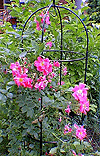 Rose Garden 02
